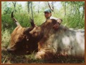 Asiatic Buffalo Hunt