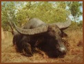 Asiatic Buffalo Hunt
