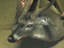 Alabama Whitetail Hunting