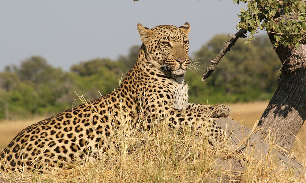 Zambia Hunting Packages - Click On Photo To Enlarge