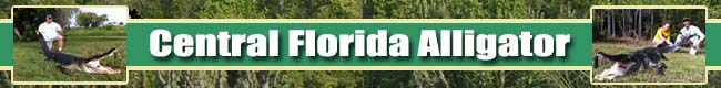 Central Florida Big Game - Alligator Hunt! OffHunting.com