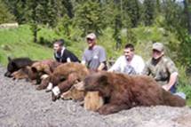 Idaho Bear Hunt