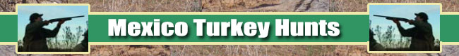 YUCATAN OCELLATED TURKEY - Turkey Hunting