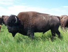 South Dakota Bison Hunt